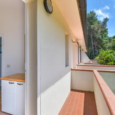 Le Mimose 普罗基奥