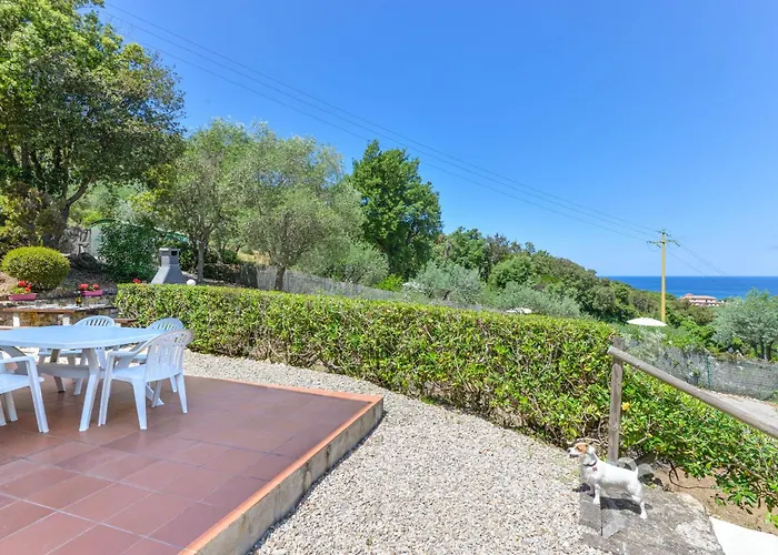 Le Mimose 普罗基奥